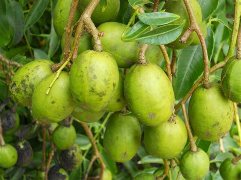 Spondias dulcis .